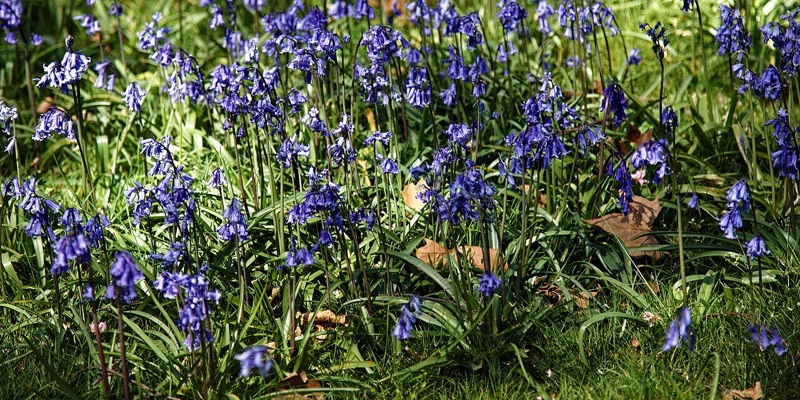 Bluebell Cemetery London — photograph