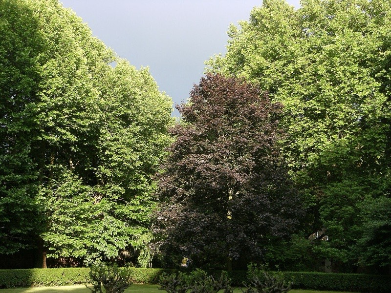 Moravian Burial London — photograph