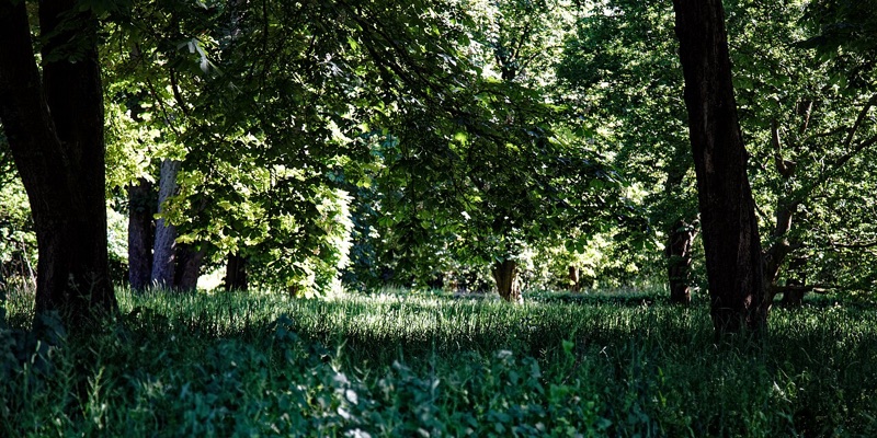 Woodland Cemetery London — photograph